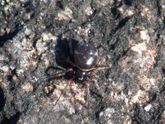 Steatoda ancorata