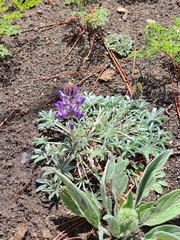 Lupinus lepidus sellulus