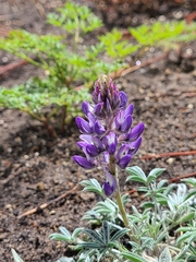 Lupinus lepidus sellulus