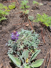 Lupinus lepidus sellulus