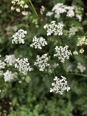 Anthriscus sylvestris