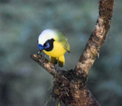 Cyanocorax yncas yncas