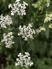 Anthriscus sylvestris