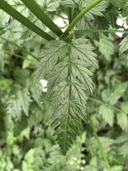 Anthriscus sylvestris