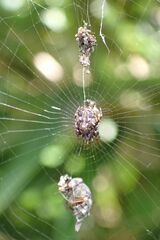 Cyclosa confusa