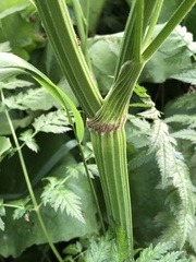 Anthriscus sylvestris