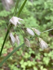 Eriophorum viridicarinatum