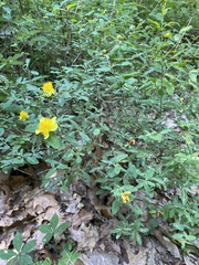 Hypericum frondosum