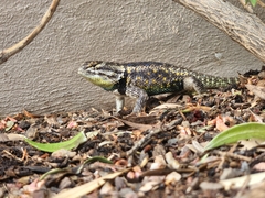 Sceloporus magister