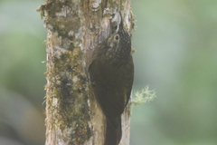 Xiphorhynchus triangularis