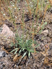 Frasera albicaulis modocensis