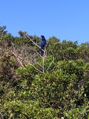 Cyanocorax caeruleus