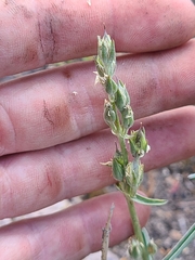 Frasera albicaulis modocensis