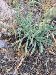 Frasera albicaulis modocensis