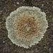 Protoparmeliopsis muralis - Photo (c) bjoerns,  זכויות יוצרים חלקיות (CC BY-SA), הועלה על ידי bjoerns