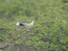 Streptopelia decaocto
