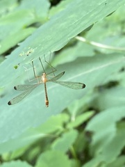 Hylobittacus apicalis