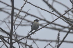 Iridophanes pulcherrimus