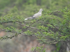 Streptopelia decaocto