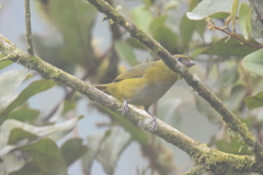 Euphonia xanthogaster