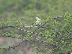 Streptopelia decaocto