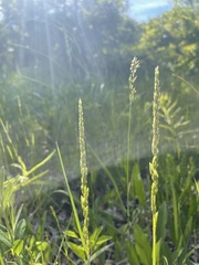 Sphenopholis obtusata