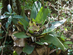Vriesea bituminosa