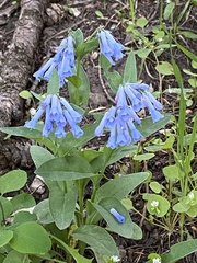 Mertensia longiflora