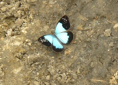 Lymanopoda caeruleata