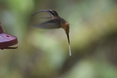 Phaethornis syrmatophorus