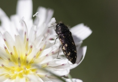 Acmaeodera retifera