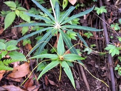 Paris polyphylla stenophylla