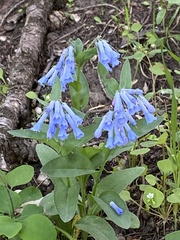 Mertensia longiflora