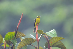 Conopias cinchoneti