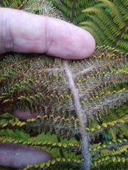 Polystichum speciosissimum