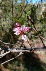Prunus persica