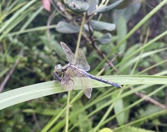 Orthetrum luzonicum