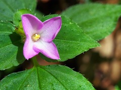 Sarcopyramis napalensis delicata