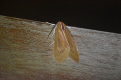Amastus aconia