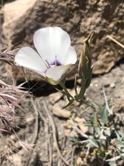 Calochortus invenustus
