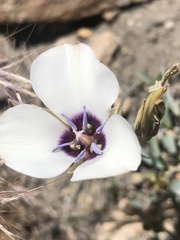 Calochortus invenustus