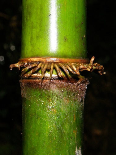 Oldeania alpina