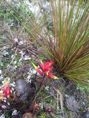 Castilleja talamancensis
