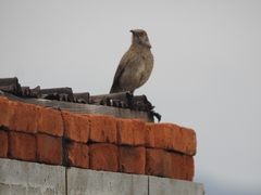 Toxostoma curvirostre