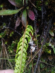 Polystichum orbiculatum