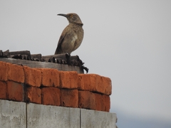 Toxostoma curvirostre