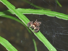 Portia labiata