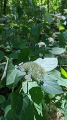 Hydrangea cinerea