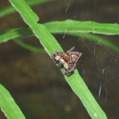 Portia labiata