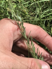 Evolvulus nuttallianus